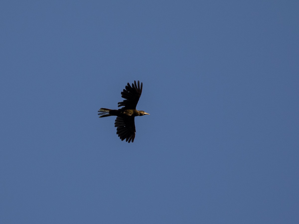 Dusky-green Oropendola - ML630845556