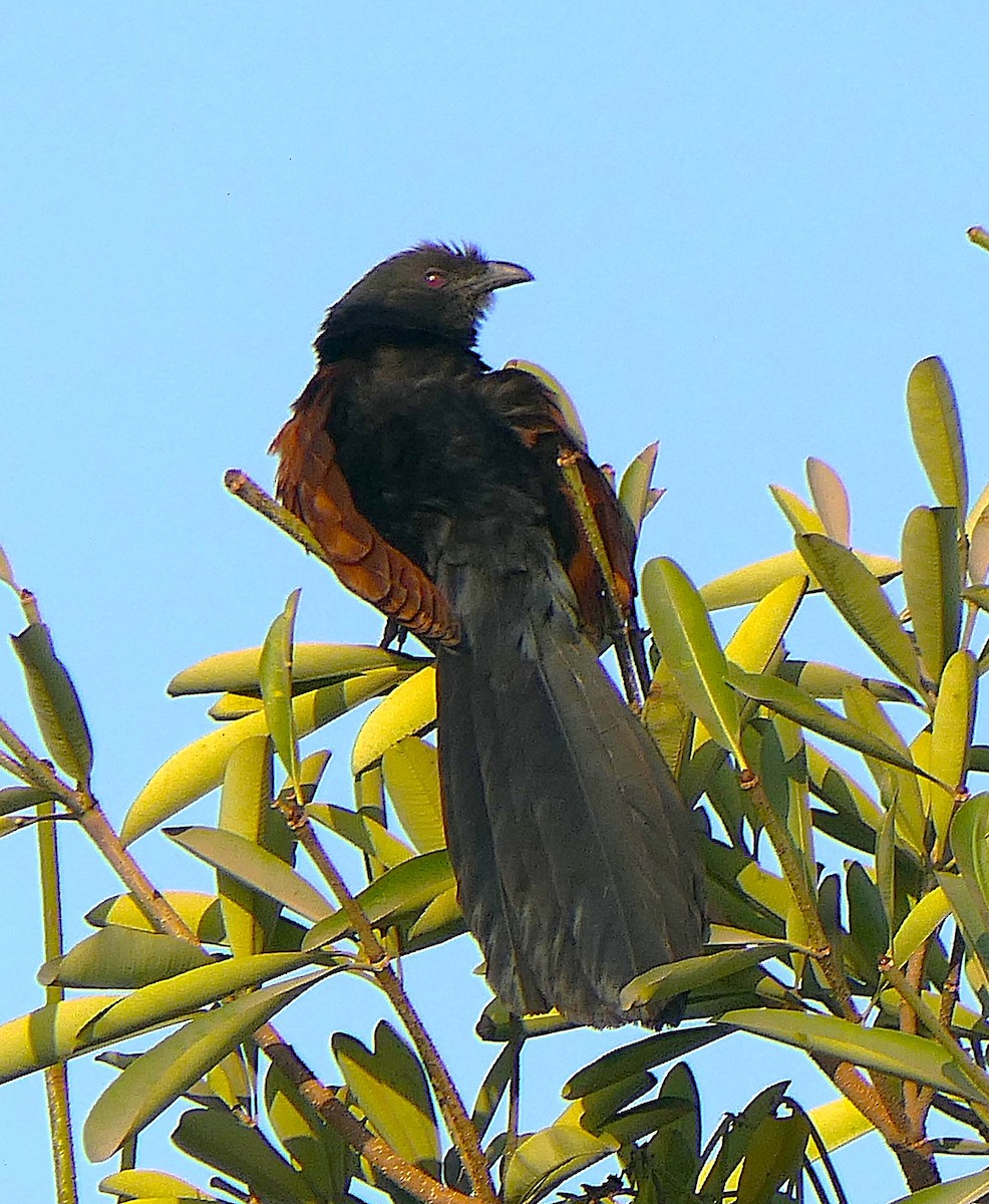 Greater Coucal - ML630845567
