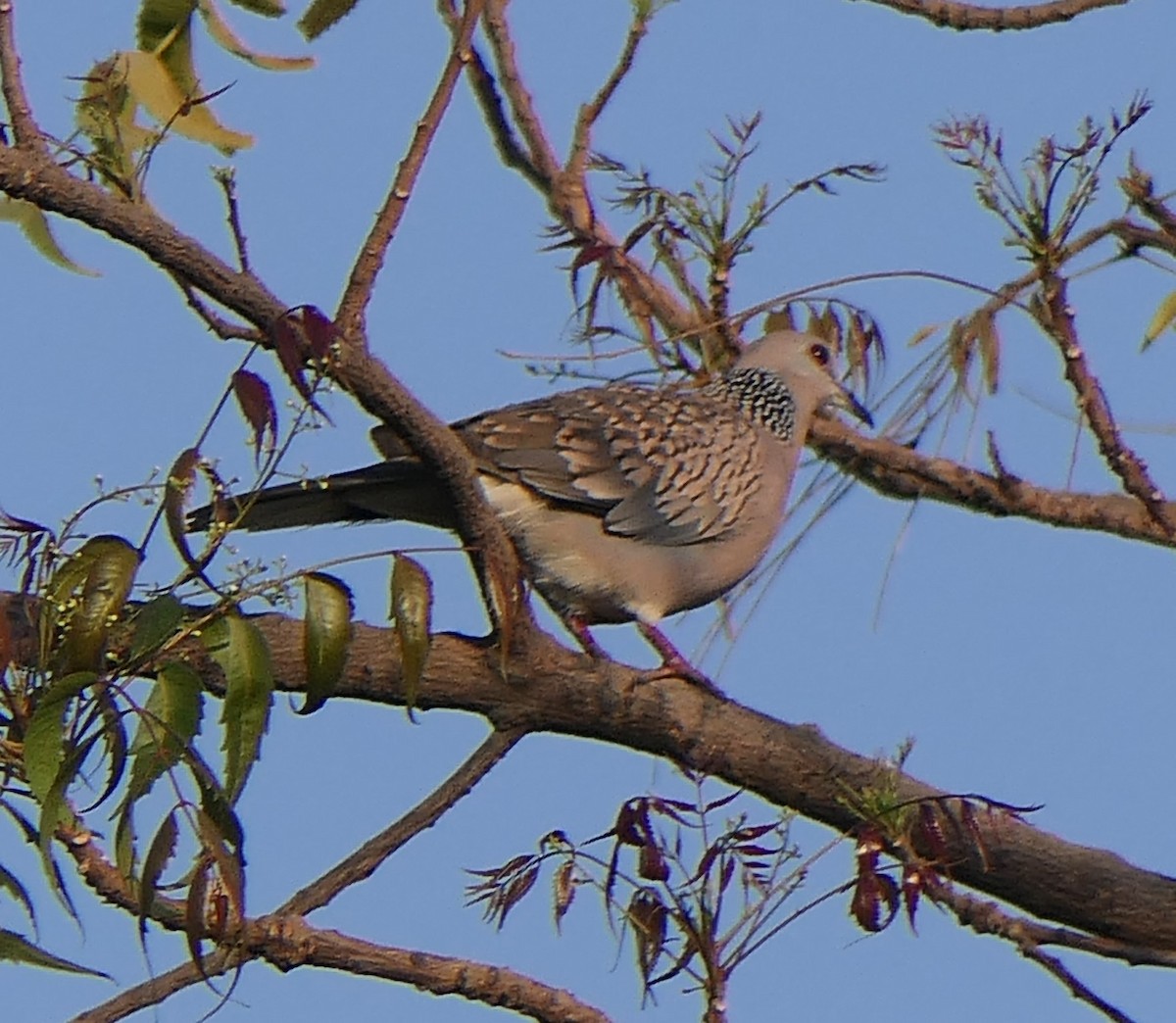 Spotted Dove - ML630845585