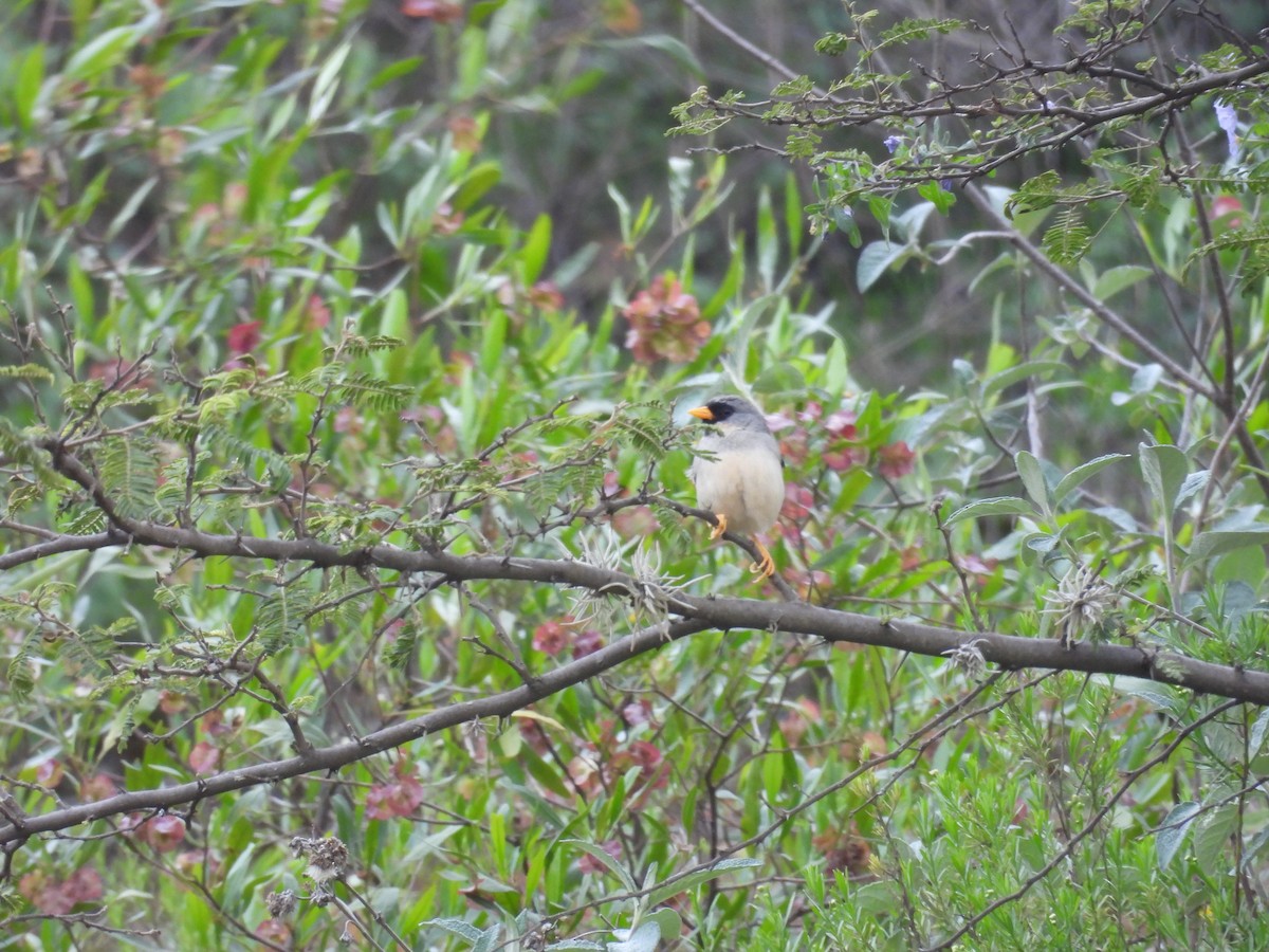 Buff-bridled Inca-Finch - ML630845599