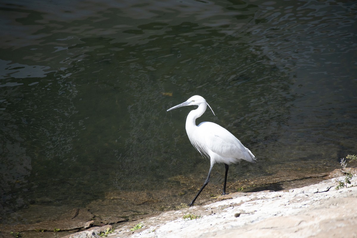 Little Egret - ML630845613
