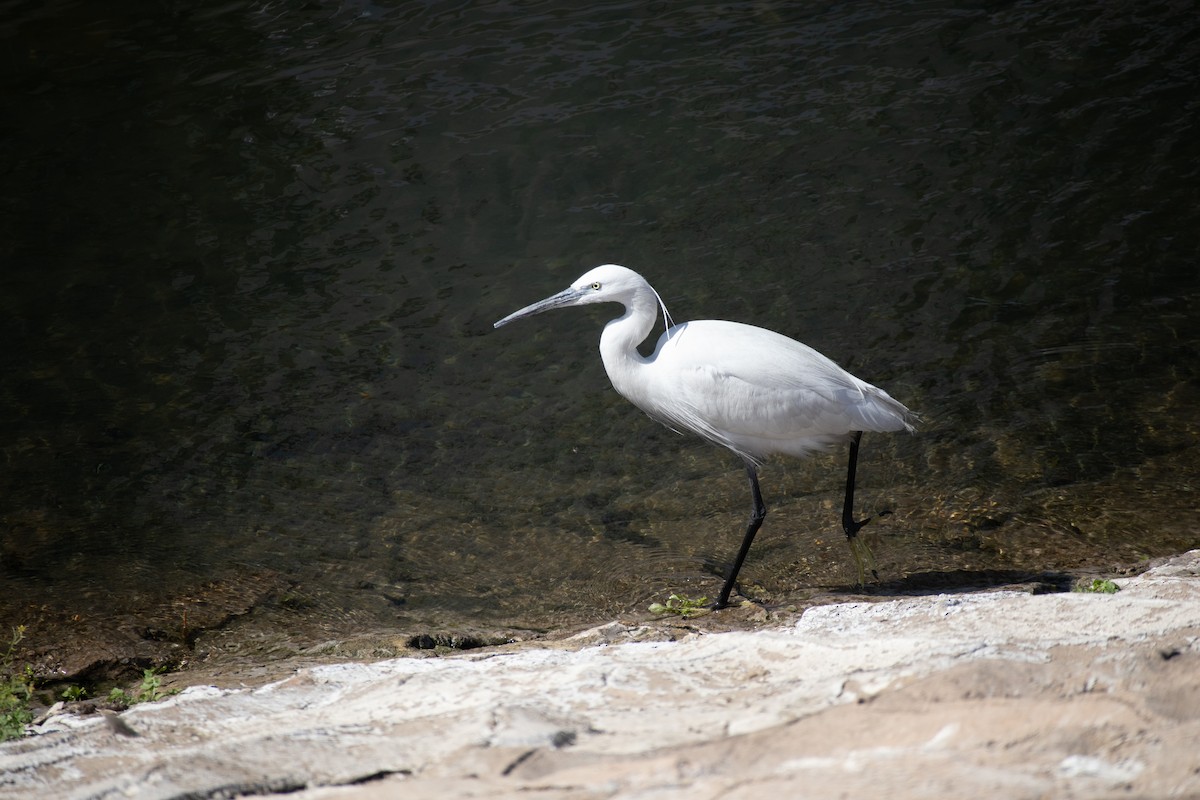 Little Egret - ML630845627