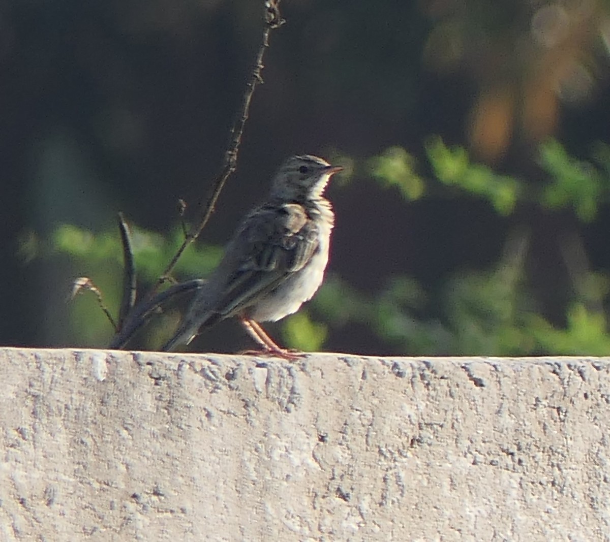 Tree Pipit - ML630845632