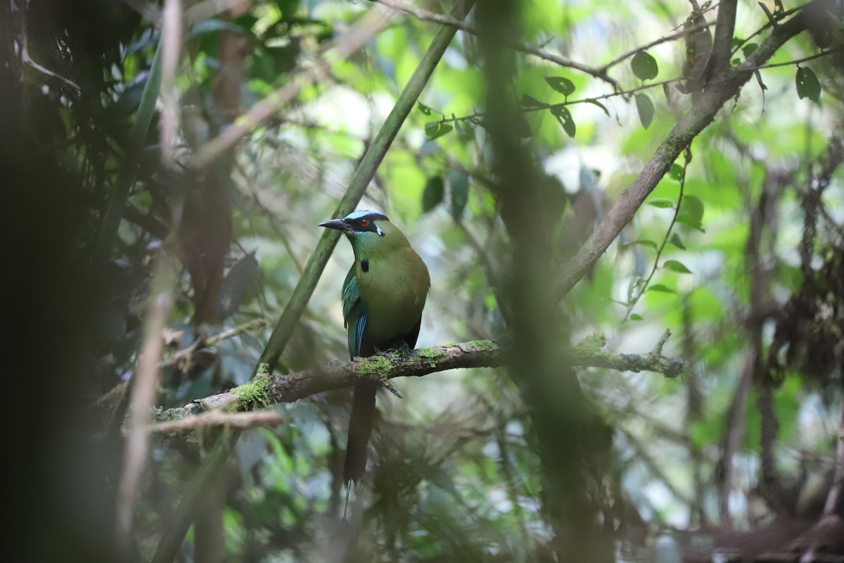 Andean Motmot - ML630845649