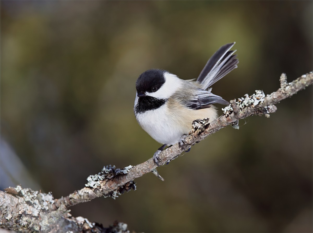 Black-capped Chickadee - Michel Proulx