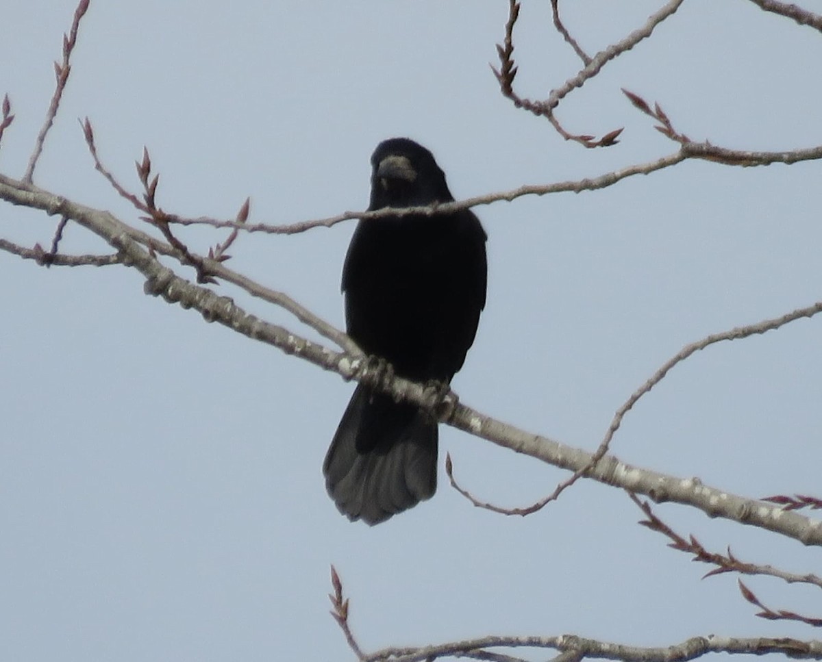 Rook - ML630845694