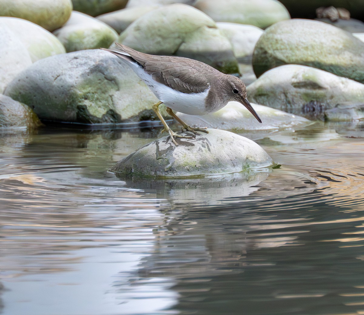 ביצנית נקודה - ML630845828