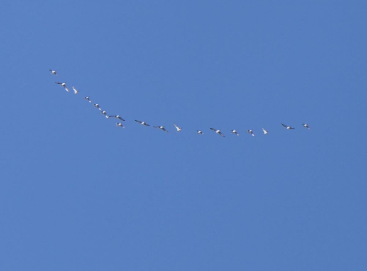 Black-tailed Godwit - ML630845830