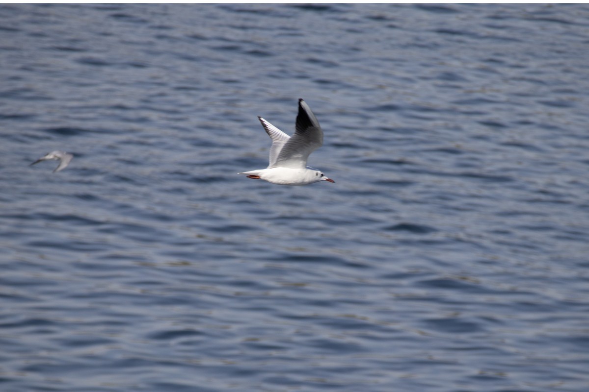 Slender-billed Gull - ML630845873