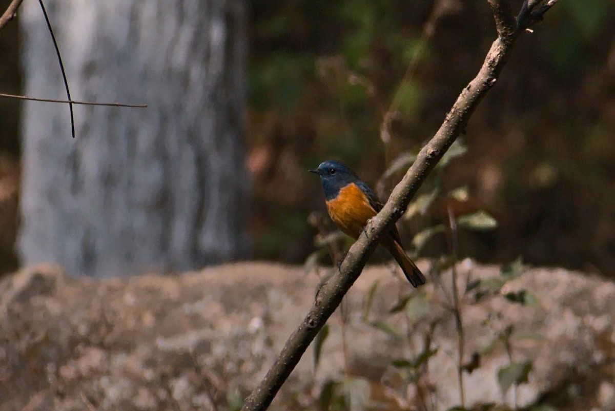 Blue-fronted Redstart - ML630845874