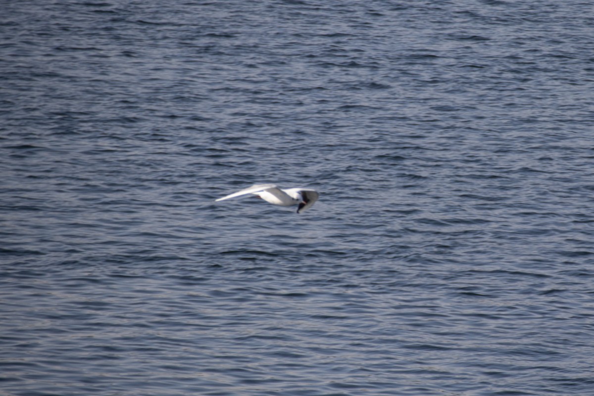 Slender-billed Gull - ML630845883