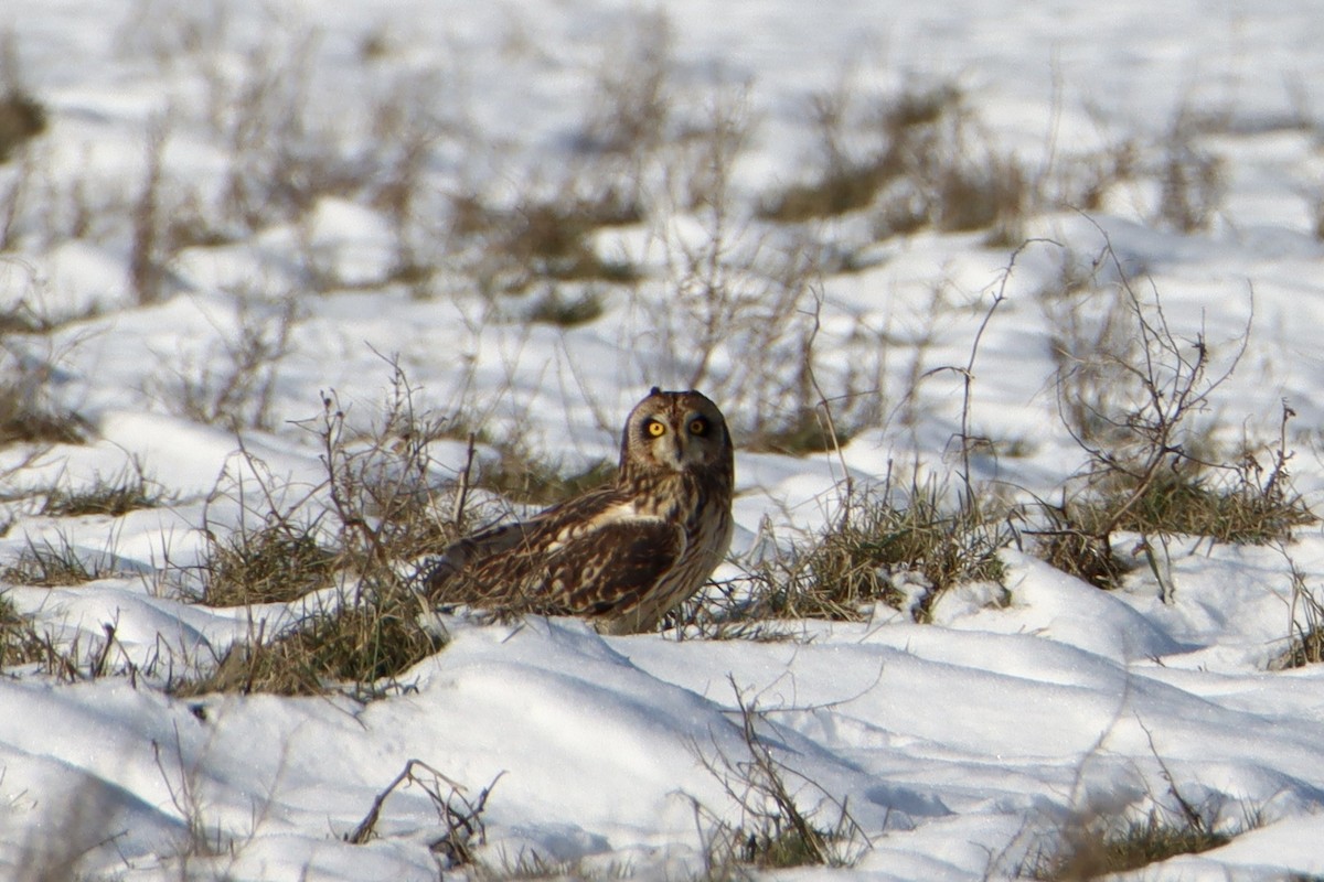Short-eared Owl - ML630845900