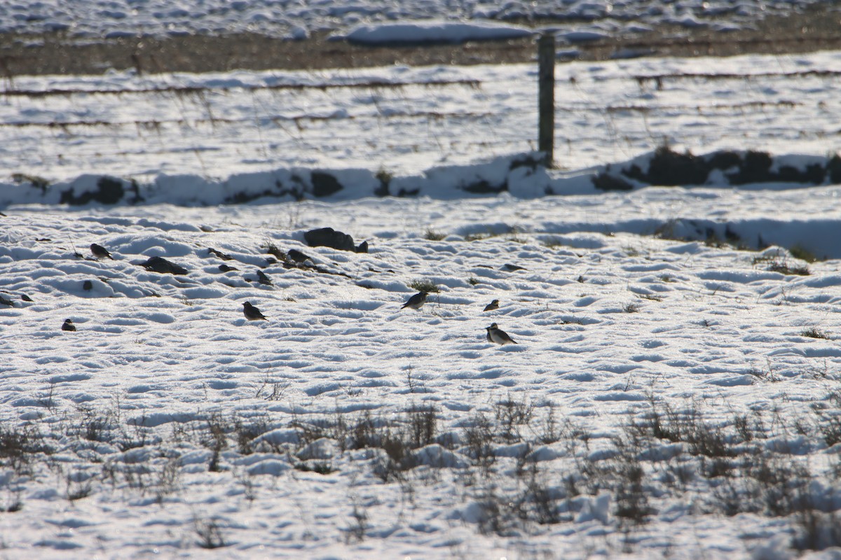 Horned Lark - ML630845906