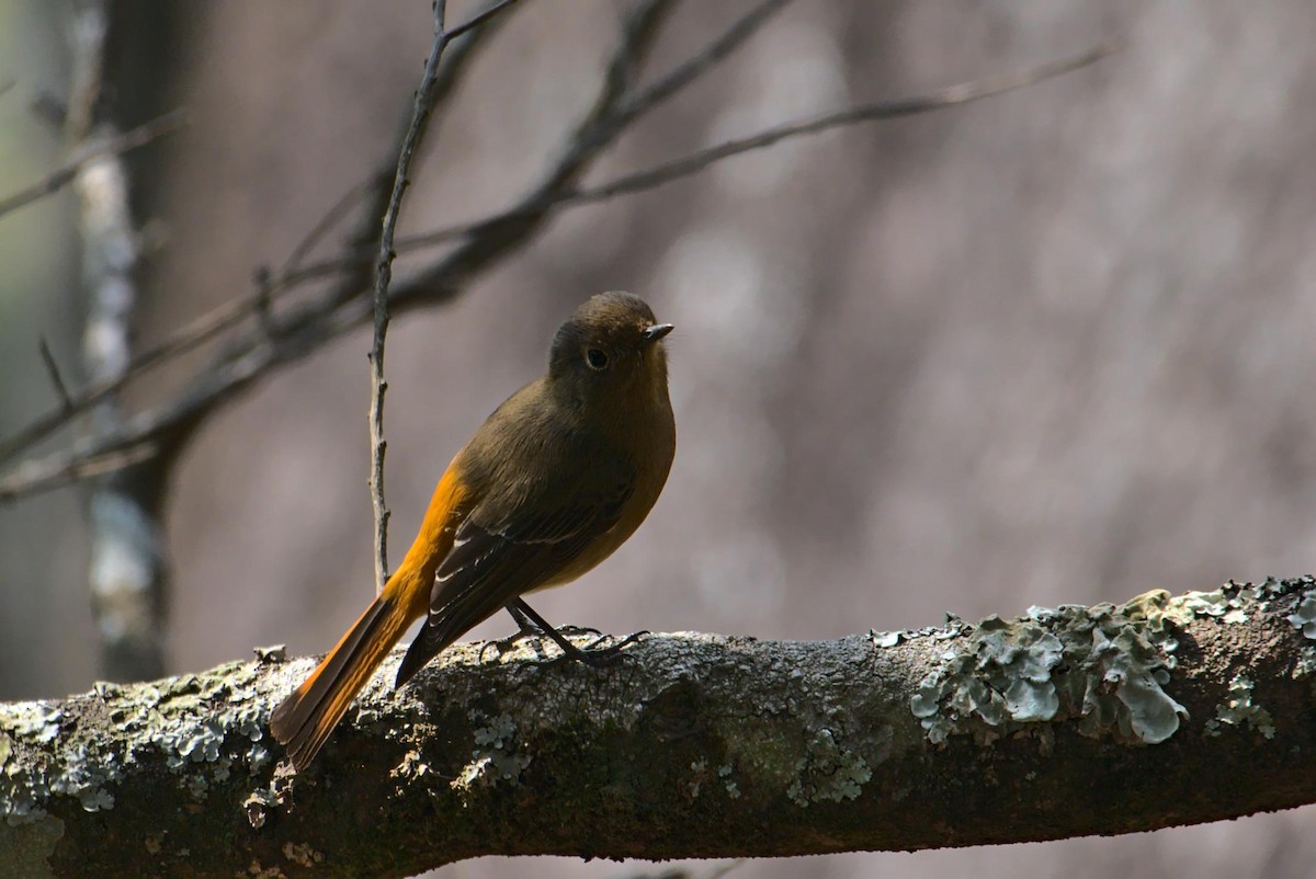 Blue-fronted Redstart - ML630845932