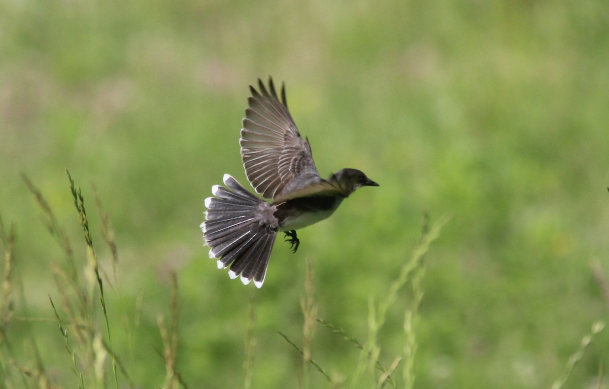Eastern Kingbird - ML630845934