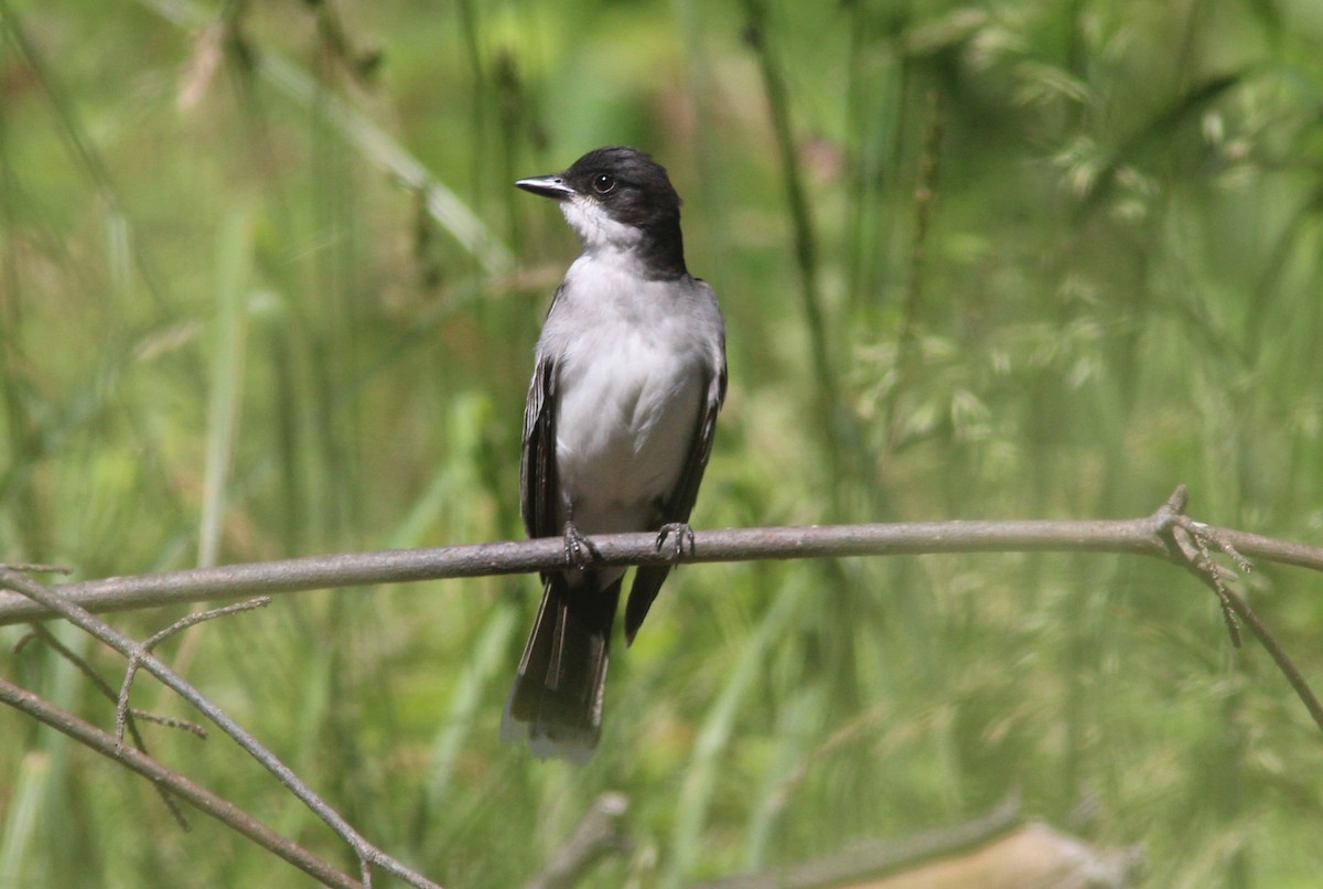Eastern Kingbird - ML630845935