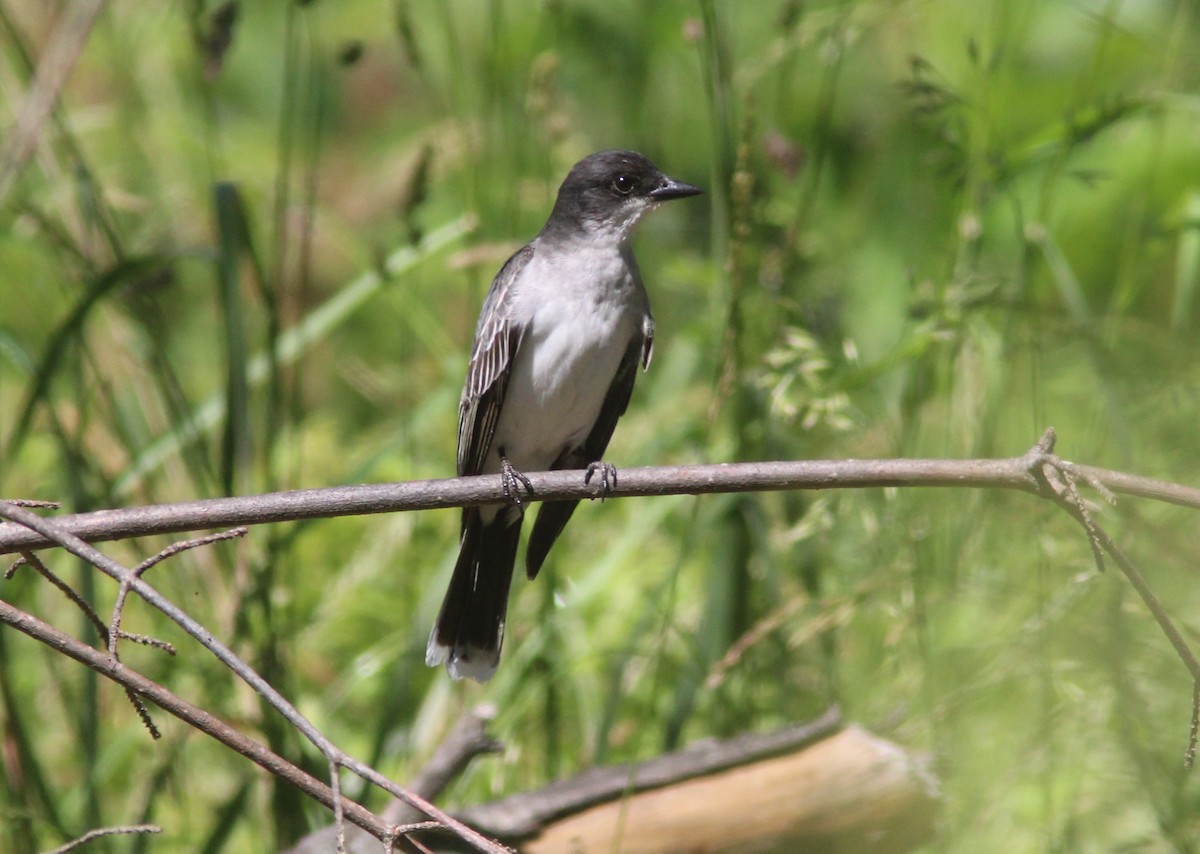 Eastern Kingbird - ML630845936