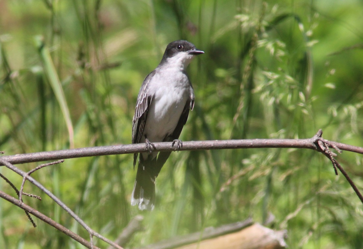 Eastern Kingbird - ML630845937