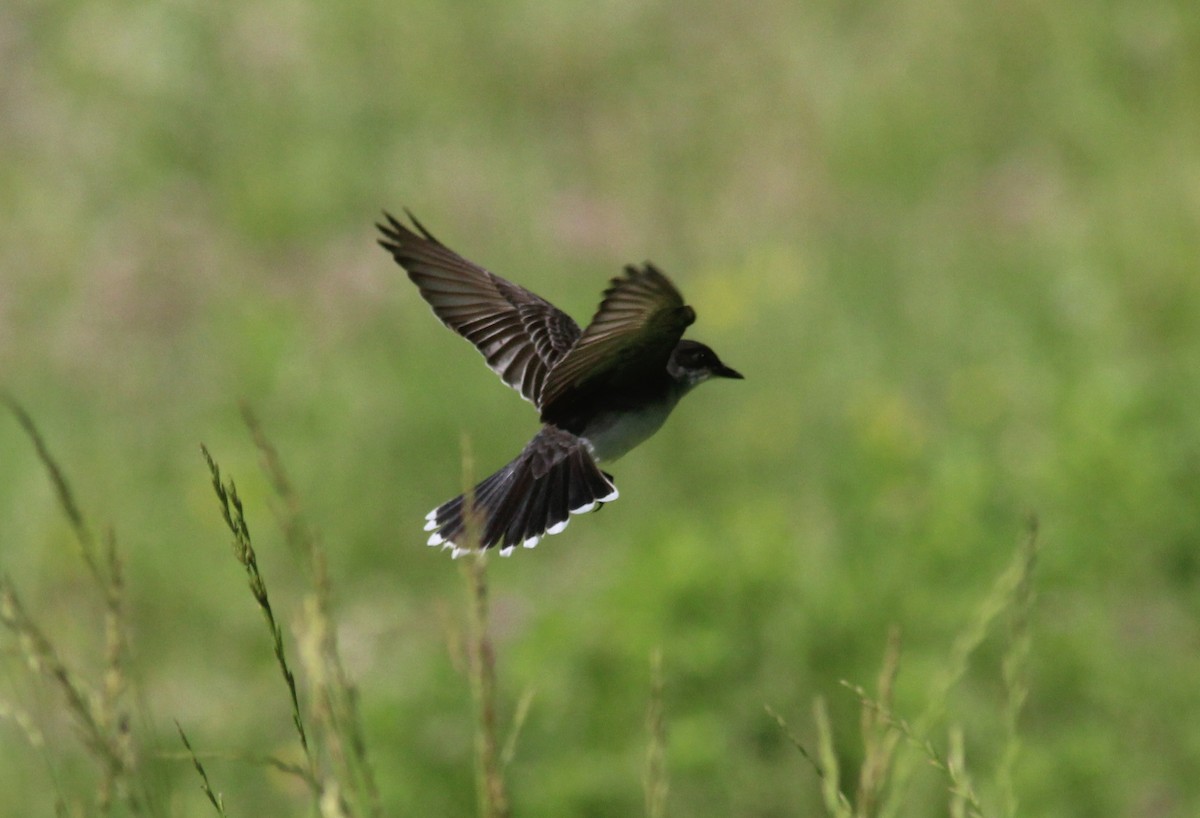 Eastern Kingbird - ML630845938