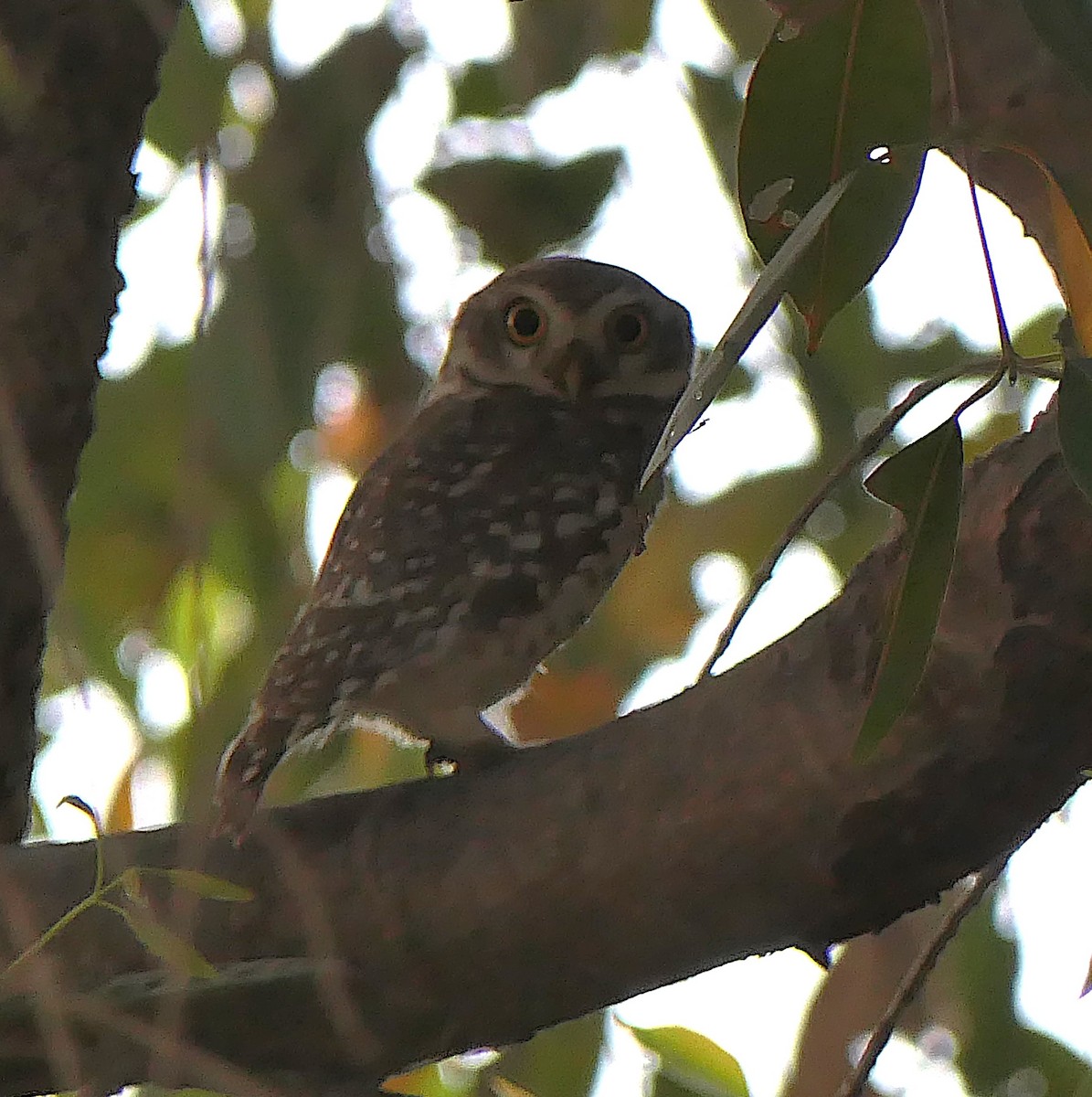 Spotted Owlet - ML630845944