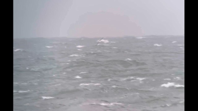 havhest - ML630845954