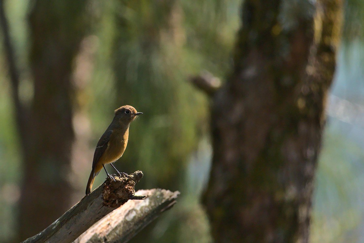 Blue-fronted Redstart - ML630845968