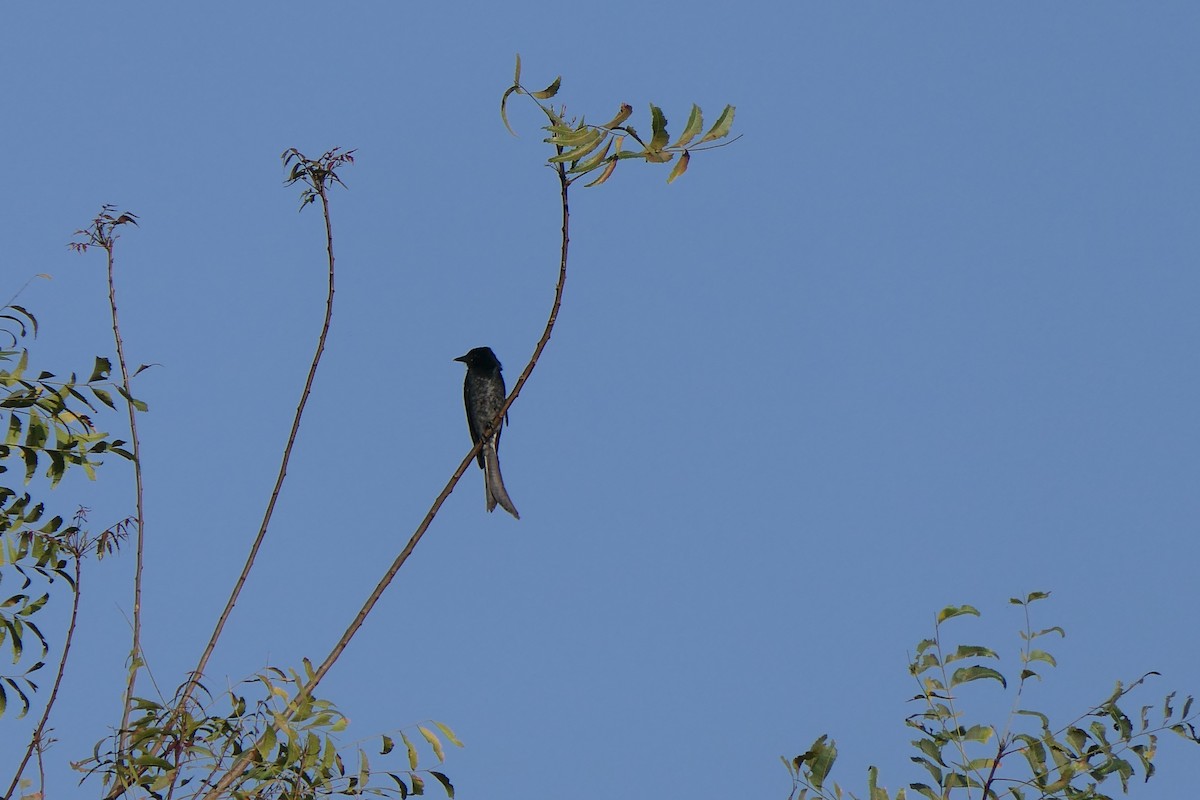 Black Drongo - ML630846014