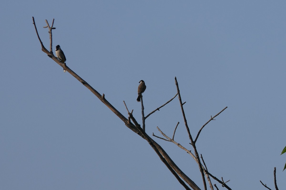 White-eared Bulbul - ML630846096