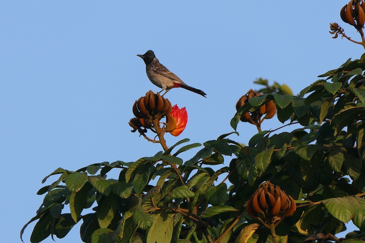 Red-vented Bulbul - ML630846126