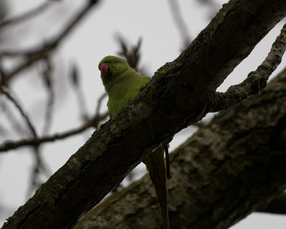 Rose-ringed Parakeet - ML630846183