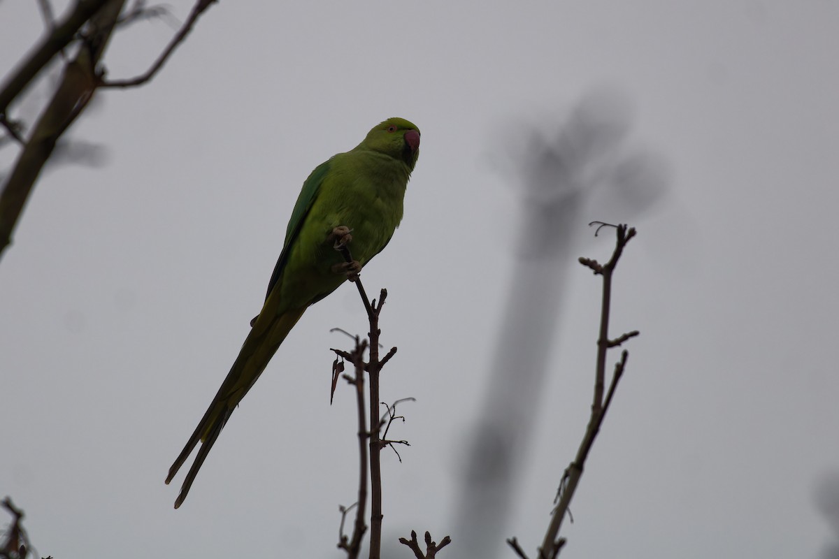 Rose-ringed Parakeet - ML630846184