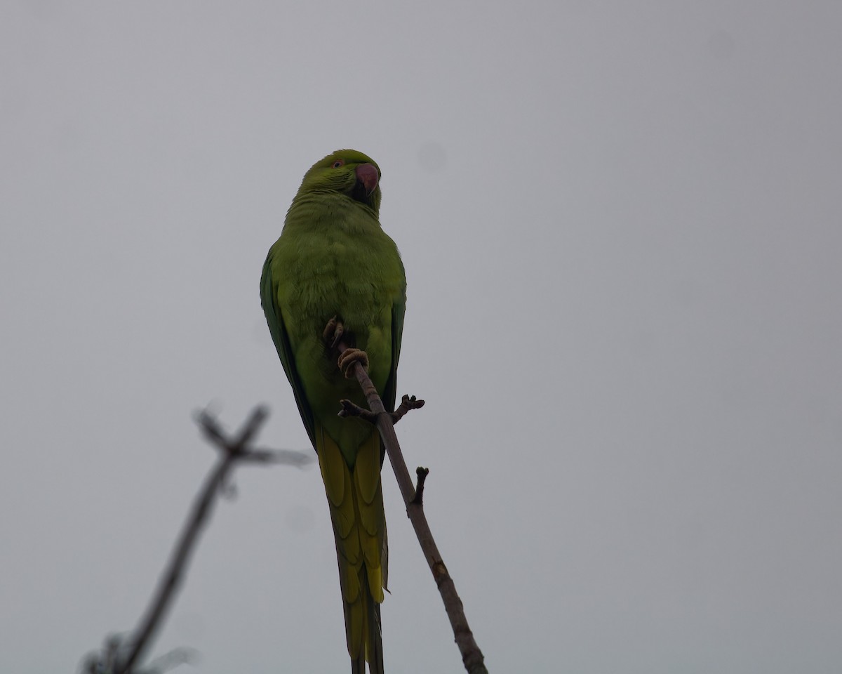 Rose-ringed Parakeet - ML630846185
