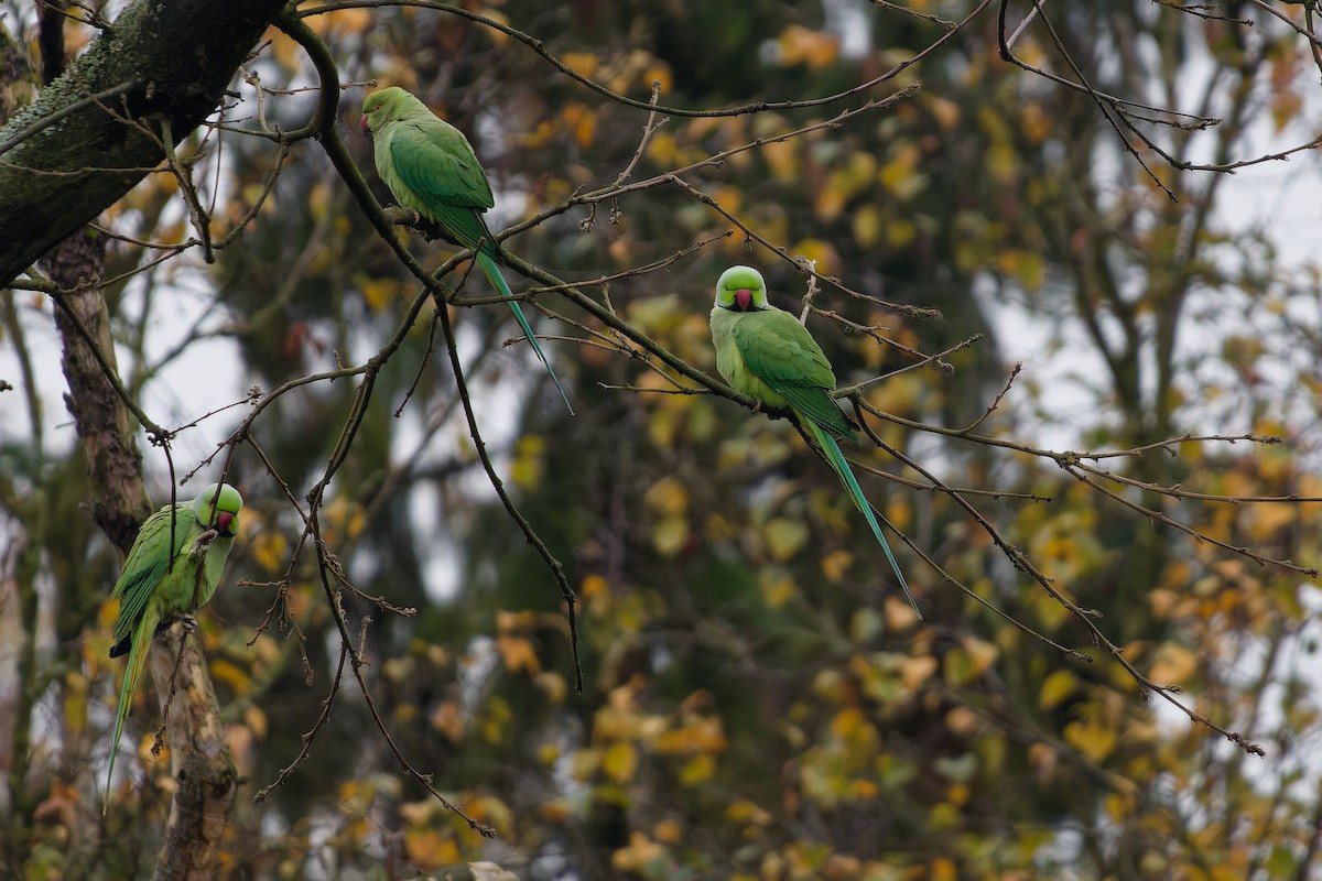 Rose-ringed Parakeet - ML630846186