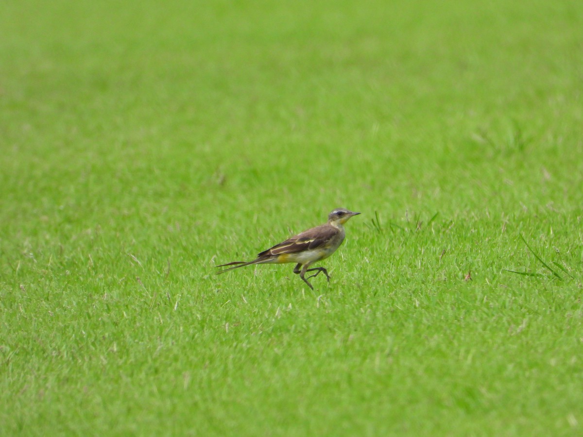 Eastern Yellow Wagtail - ML630846301