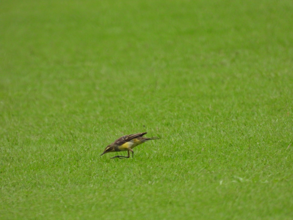 Eastern Yellow Wagtail - ML630846373