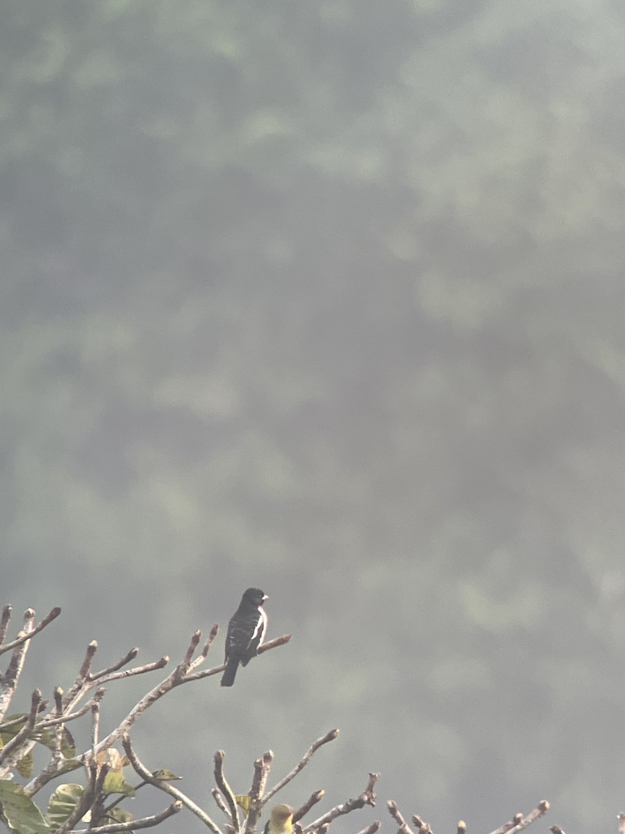 Purple-throated Cotinga - ML630846633