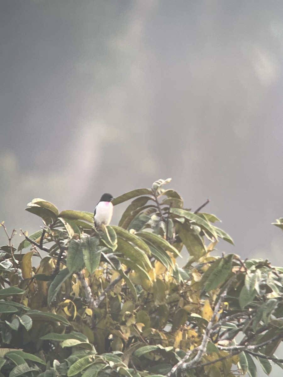 Purple-throated Cotinga - ML630846634