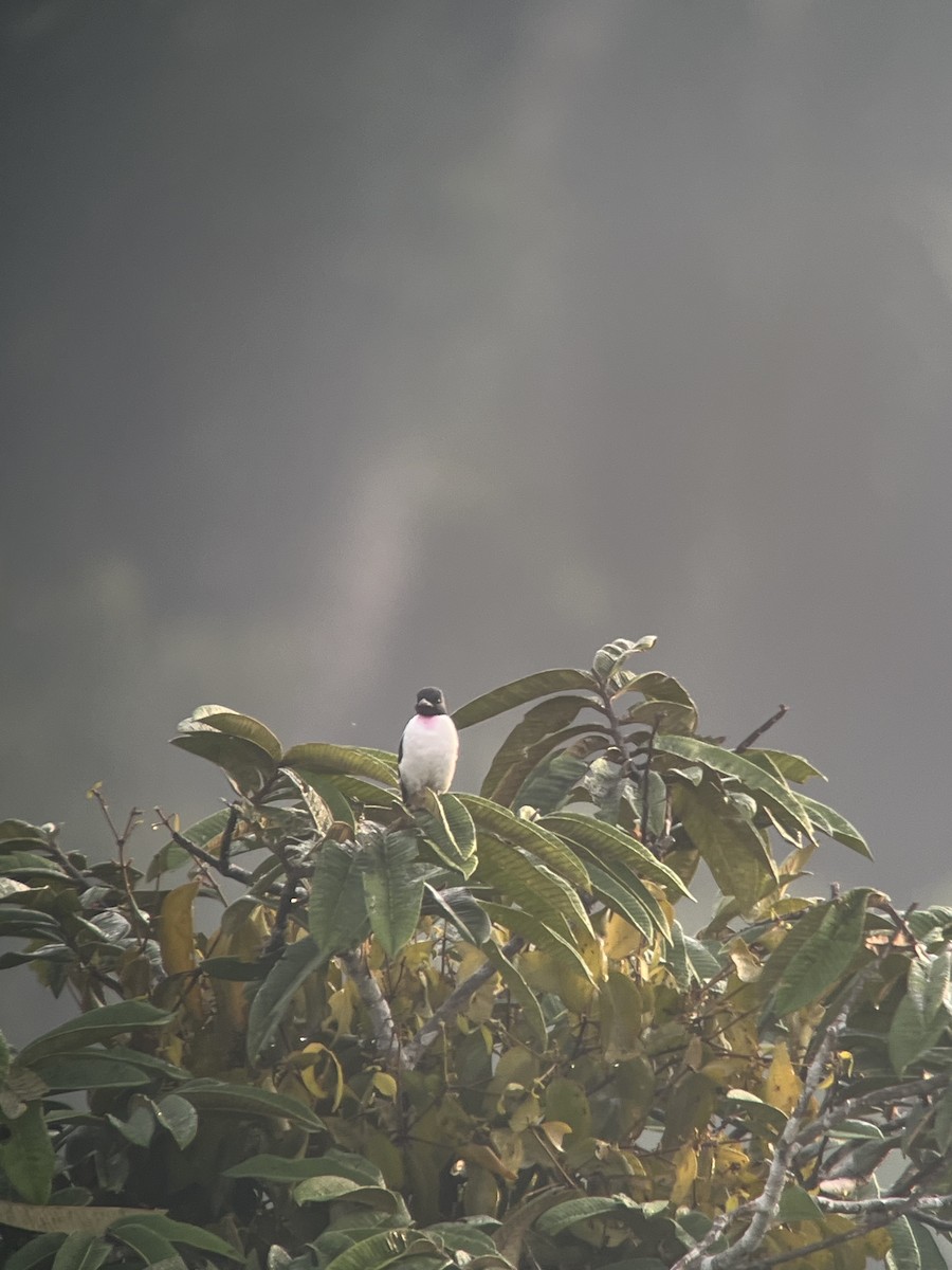 Purple-throated Cotinga - ML630846635