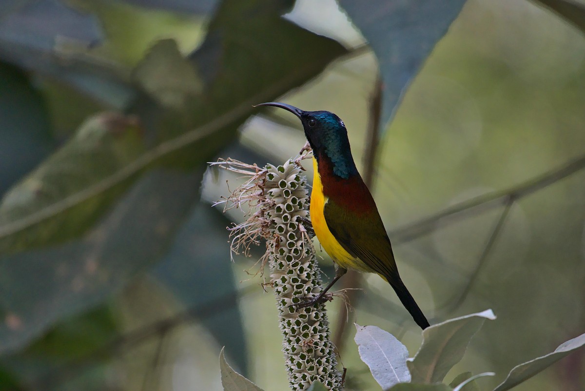 Green-tailed Sunbird - ML630846636