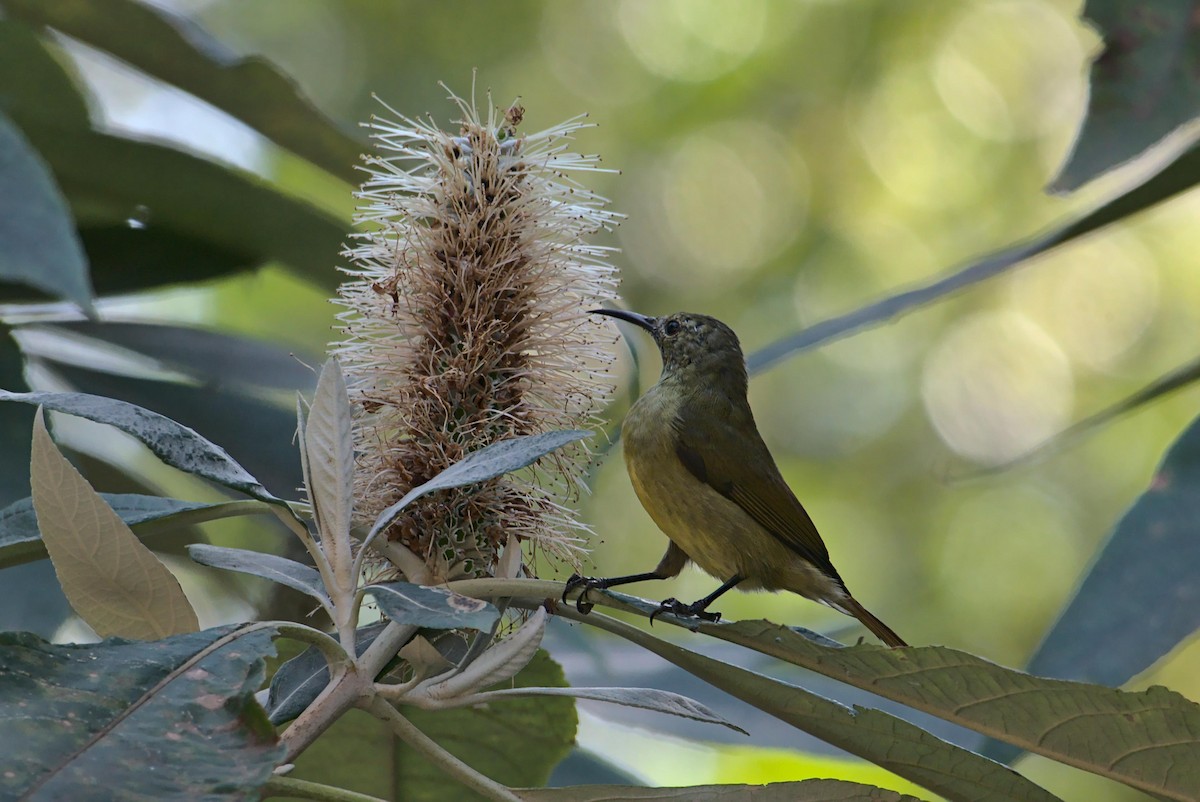 Green-tailed Sunbird - ML630846642