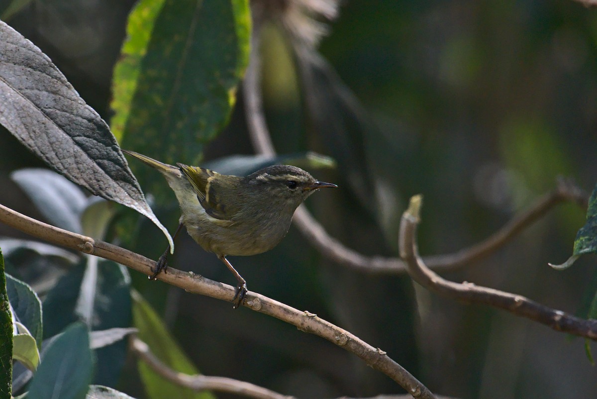 Ashy-throated Warbler - ML630846723