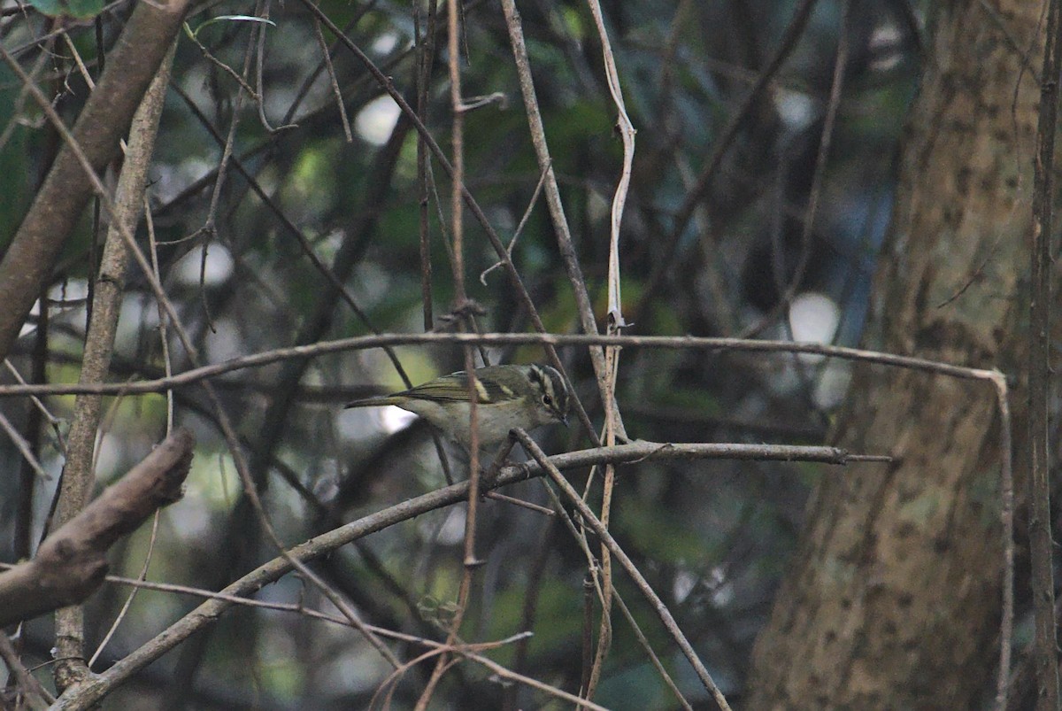Lemon-rumped Warbler - ML630846725