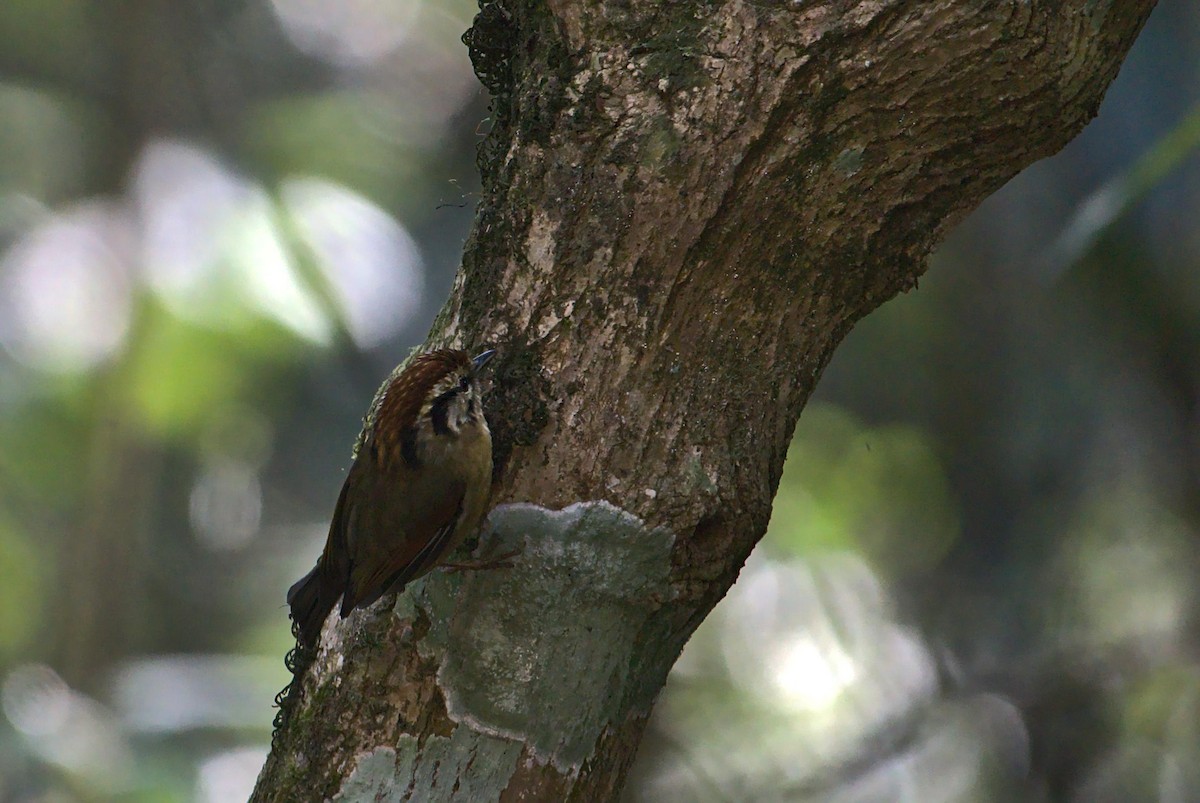 Rufous-winged Fulvetta - ML630846737