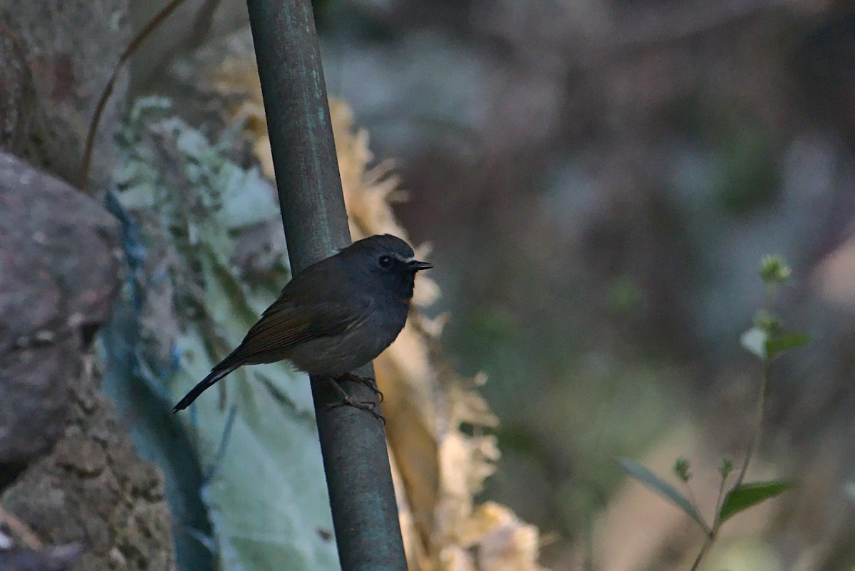 Rufous-gorgeted Flycatcher - ML630846743