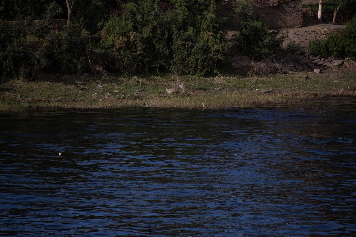 Squacco Heron - ML630846973