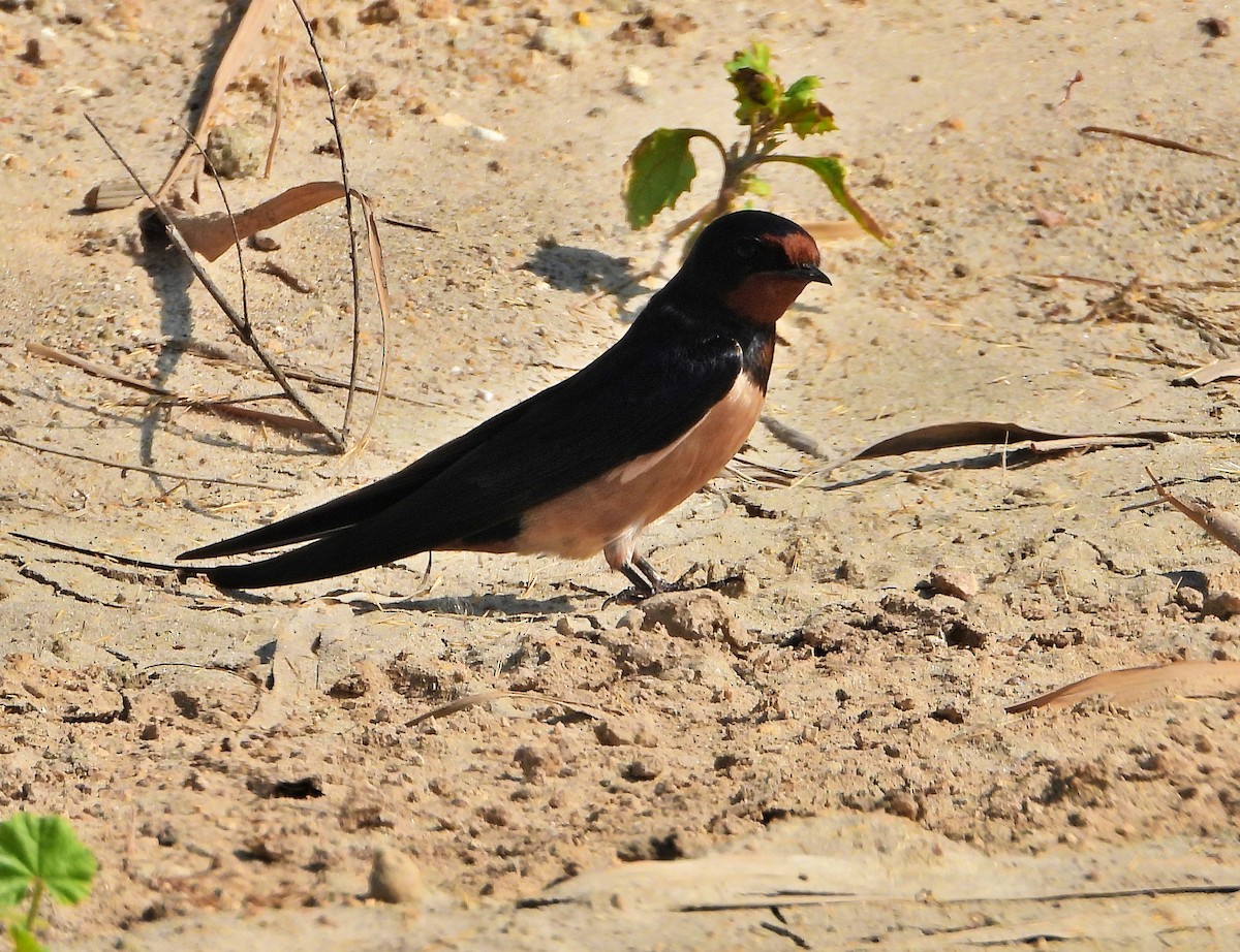 Асрын хараацай - ML630847131
