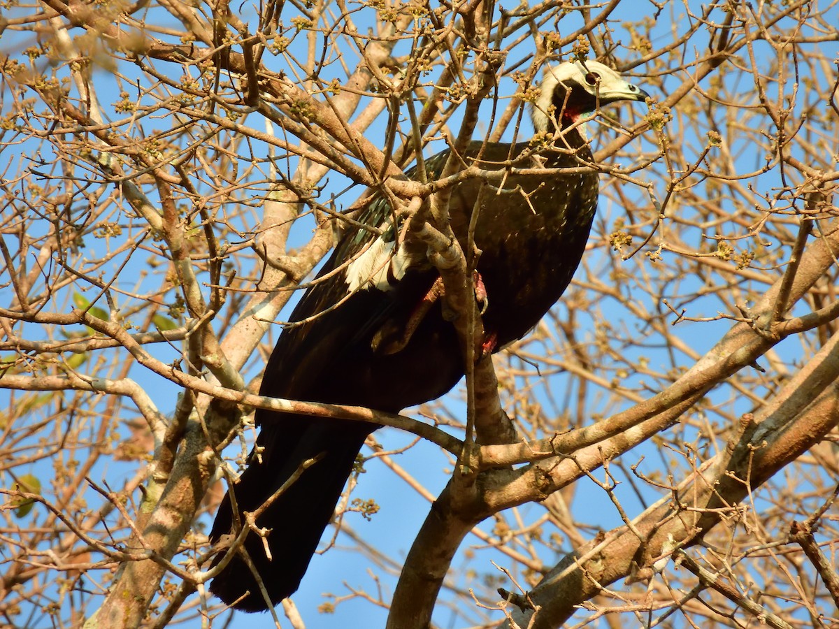Red-throated Piping-Guan - ML630847217