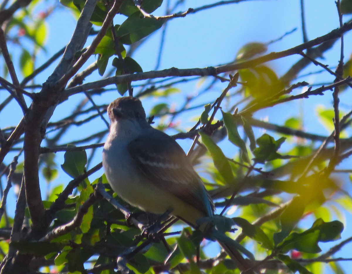 Ash-throated Flycatcher - ML630847225