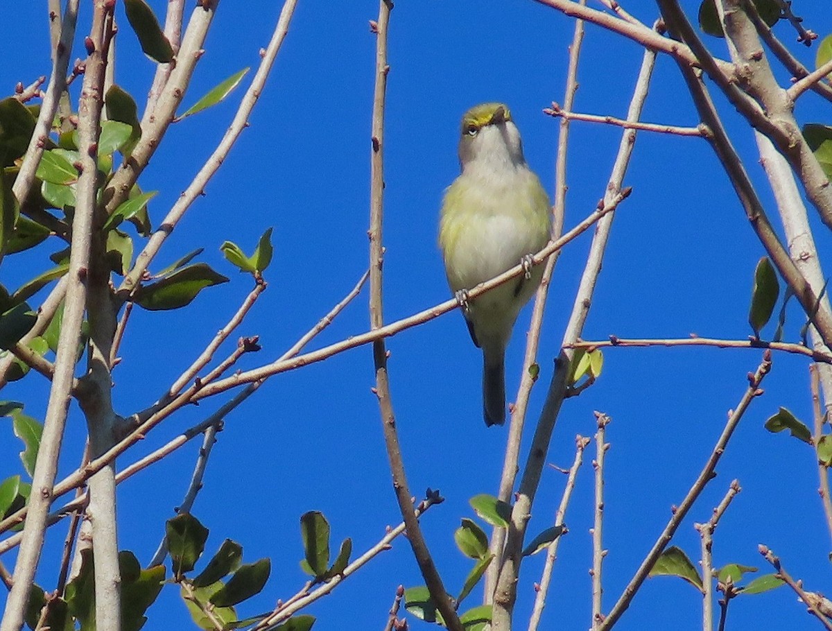 White-eyed Vireo - ML630847257