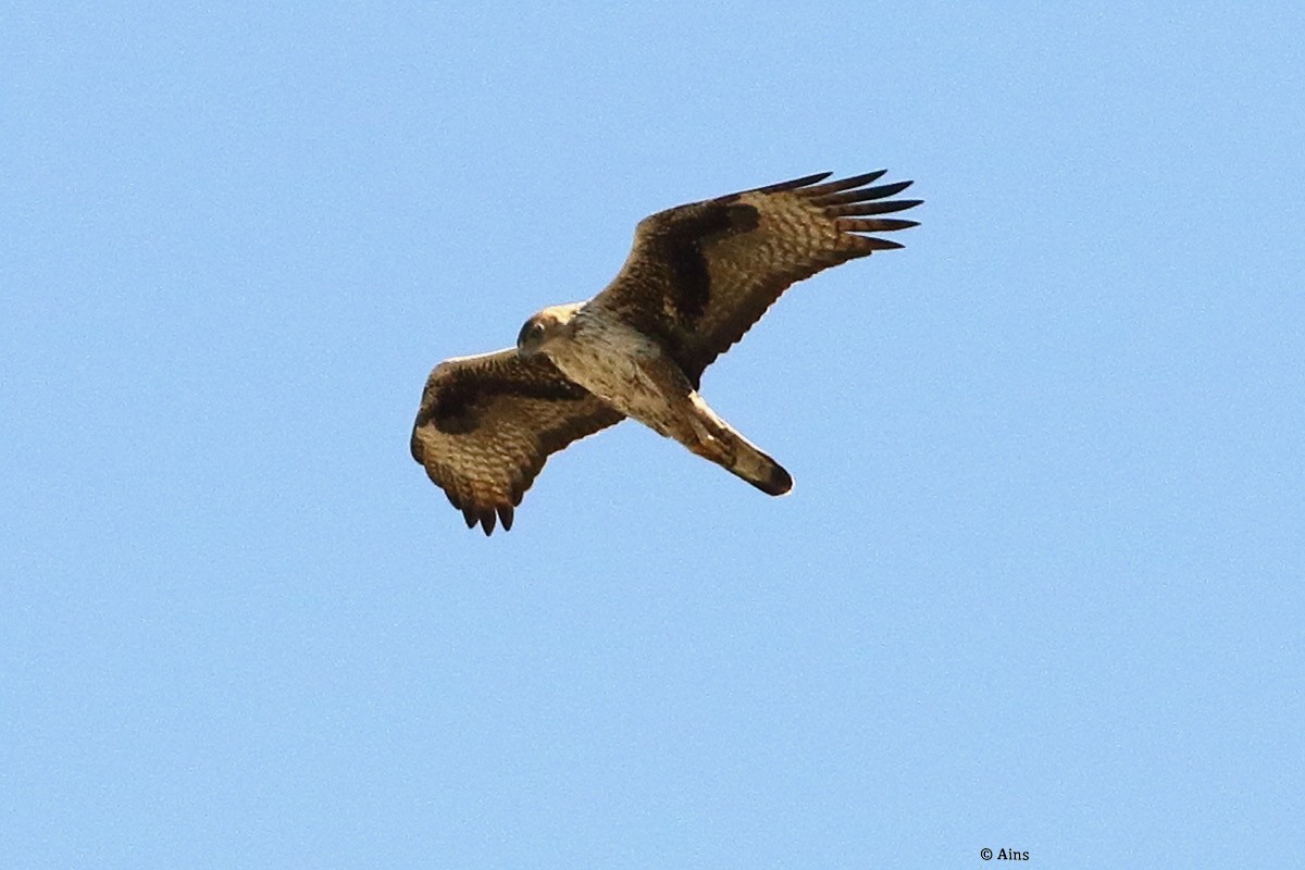 Bonelli's Eagle - ML630847438